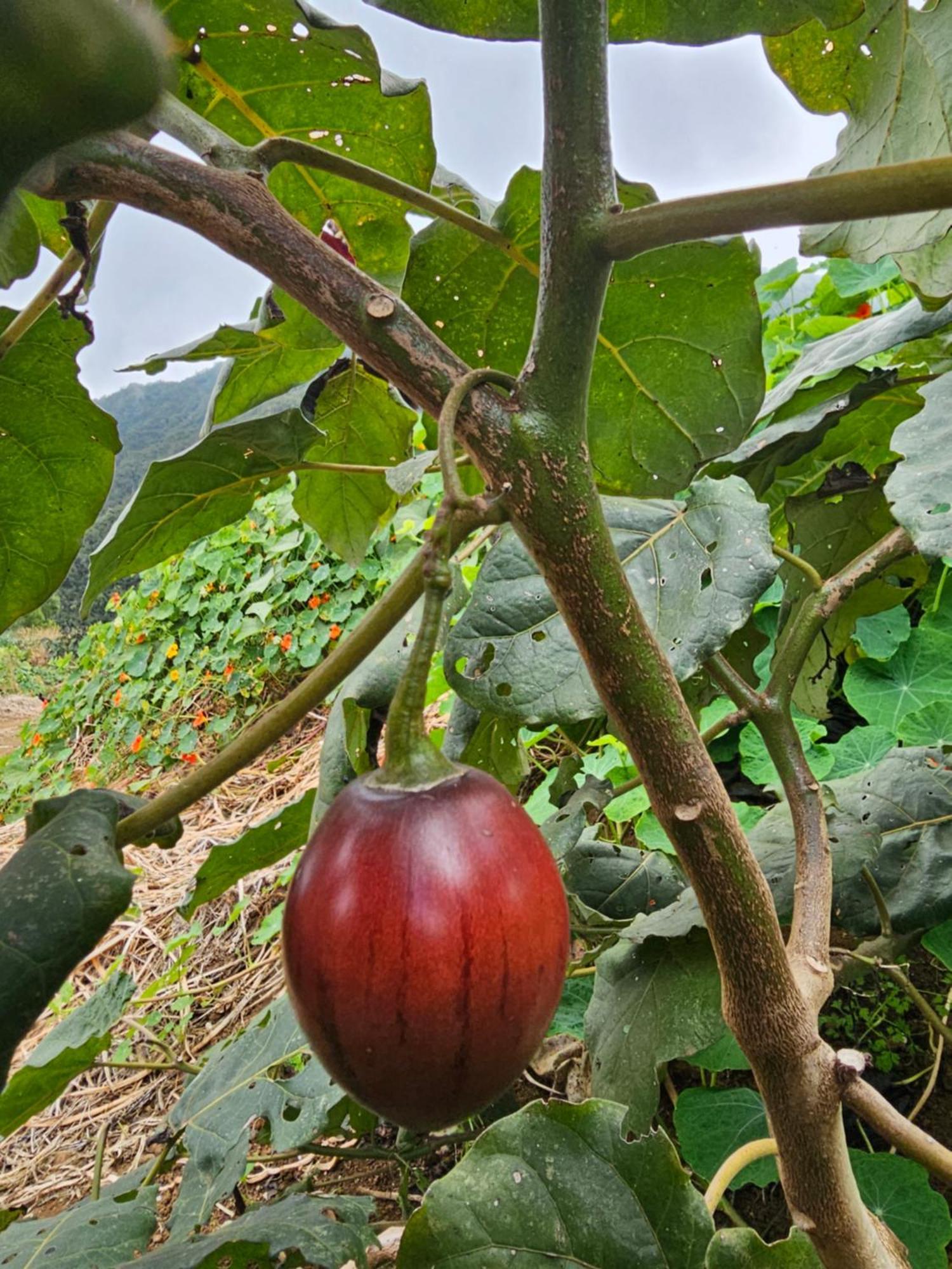 Affittacamere Au Coeur Des Plantations La Possession Esterno foto