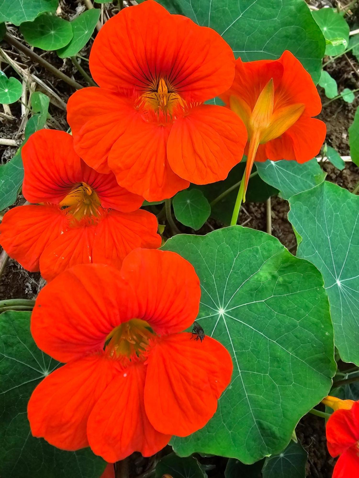 Affittacamere Au Coeur Des Plantations La Possession Esterno foto
