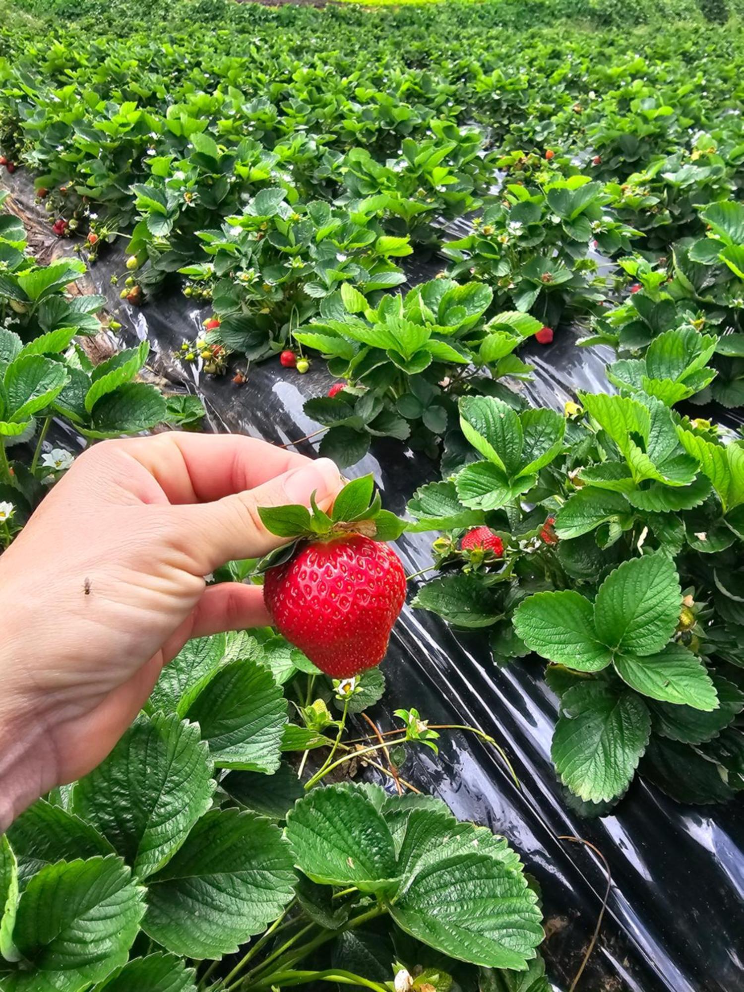 Affittacamere Au Coeur Des Plantations La Possession Esterno foto